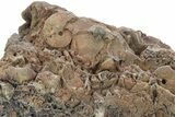 Detailed Jurassic Ammonites in Rock - Morocco #295336-1